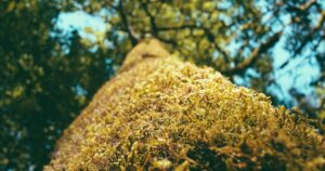 Mastering AI Image Prompts in 2026: Unlock Stunning Visuals